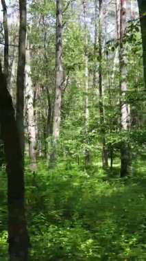 Yazın ağaçlı yeşil bir ormanın içinde dikey video görüntüsü