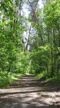 Yazın ağaçlı yeşil bir ormanın içinde dikey video görüntüsü