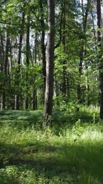 Yazın ağaçlı yeşil bir ormanın içinde dikey video görüntüsü