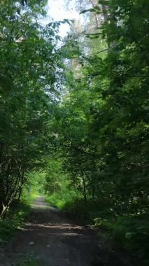 Yazın ağaçlı yeşil bir ormanın içinde dikey video görüntüsü