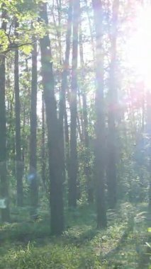 Yazın ağaçlı yeşil bir ormanın içinde dikey video görüntüsü