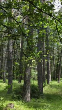 Yazın ağaçlı yeşil bir ormanın içinde dikey video görüntüsü
