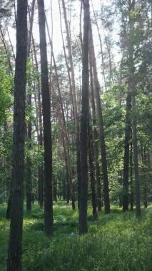 Yazın ağaçlı yeşil bir ormanın içinde dikey video görüntüsü