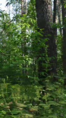 Yazın ağaçlı yeşil bir ormanın içinde dikey video görüntüsü