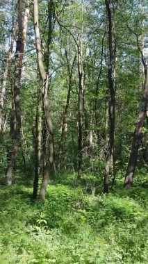 Yazın ağaçlı yeşil bir ormanın içinde dikey video görüntüsü