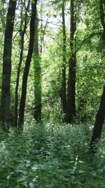 Yazın ağaçlı yeşil bir ormanın içinde dikey video görüntüsü