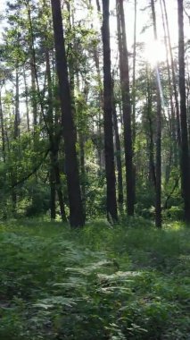 Yazın ağaçlı yeşil bir ormanın içinde dikey video görüntüsü