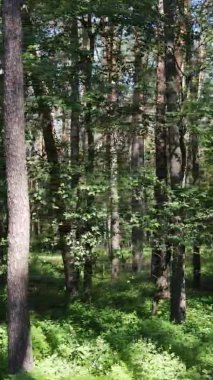 Yazın ağaçlı yeşil bir ormanın içinde dikey video görüntüsü