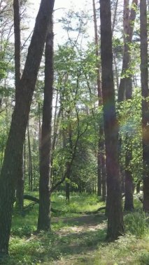 Yazın ağaçlı yeşil bir ormanın içinde dikey video görüntüsü