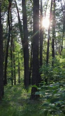 Yazın ağaçlı yeşil bir ormanın içinde dikey video görüntüsü