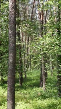 Yazın ağaçlı yeşil bir ormanın içinde dikey video görüntüsü
