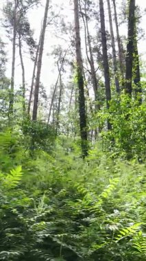 Yazın ağaçlı yeşil bir ormanın içinde dikey video görüntüsü