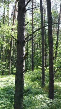 Yazın ağaçlı yeşil bir ormanın içinde dikey video görüntüsü