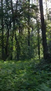 Yazın ağaçlı yeşil bir ormanın içinde dikey video görüntüsü