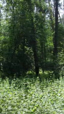 Yazın ağaçlı yeşil bir ormanın içinde dikey video görüntüsü