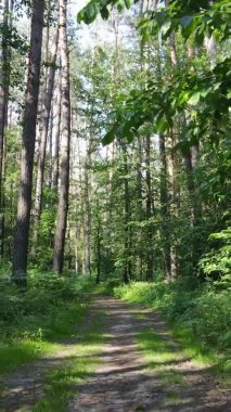 Yazın ağaçlı yeşil bir ormanın içinde dikey video görüntüsü