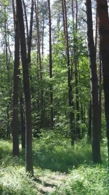 Yazın ağaçlı yeşil bir ormanın içinde dikey video görüntüsü