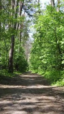 Yazın ağaçlı yeşil bir ormanın içinde dikey video görüntüsü