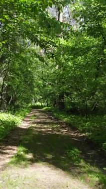 Yazın ağaçlı yeşil bir ormanın içinde dikey video görüntüsü