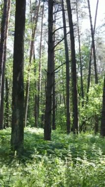 Yazın ağaçlı yeşil bir ormanın içinde dikey video görüntüsü