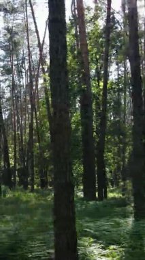 Yazın ağaçlı yeşil bir ormanın içinde dikey video görüntüsü