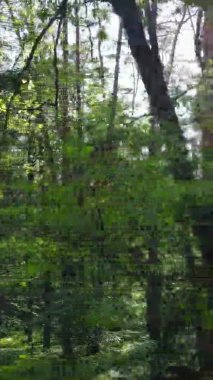 Yazın ağaçlı yeşil bir ormanın içinde dikey video görüntüsü
