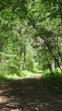 Yazın ağaçlı yeşil bir ormanın içinde dikey video görüntüsü