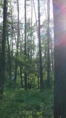 Yazın ağaçlı yeşil bir ormanın içinde dikey video görüntüsü