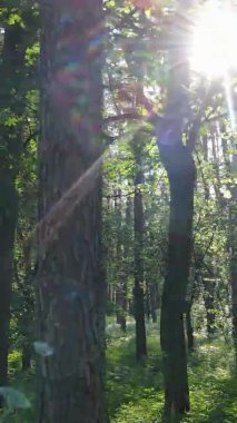 Yazın ağaçlı yeşil bir ormanın içinde dikey video görüntüsü
