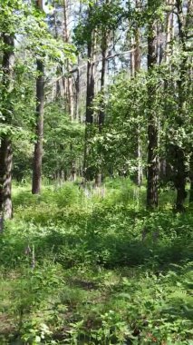 Yazın ağaçlı yeşil bir ormanın içinde dikey video görüntüsü