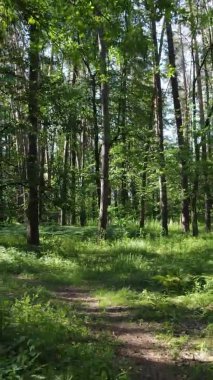 Yazın ağaçlı yeşil bir ormanın içinde dikey video görüntüsü