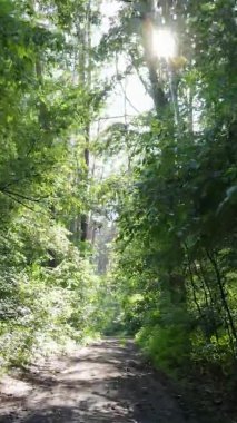 Yazın ağaçlı yeşil bir ormanın içinde dikey video görüntüsü