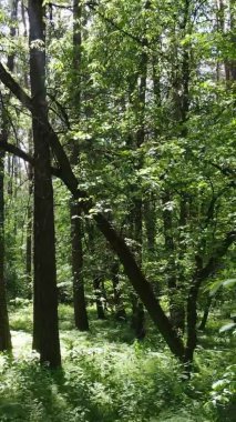 Yazın ağaçlı yeşil bir ormanın içinde dikey video görüntüsü