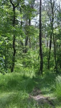 Yazın ağaçlı yeşil bir ormanın içinde dikey video görüntüsü