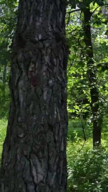 Yazın ağaçlı yeşil bir ormanın içinde dikey video görüntüsü