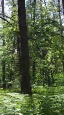 Yazın ağaçlı yeşil bir ormanın içinde dikey video görüntüsü