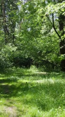 Yazın ağaçlı yeşil bir ormanın içinde dikey video görüntüsü