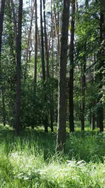 Yazın ağaçlı yeşil bir ormanın içinde dikey video görüntüsü