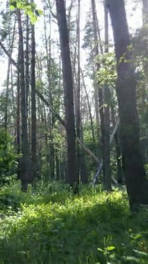 Yazın ağaçlı yeşil bir ormanın içinde dikey video görüntüsü
