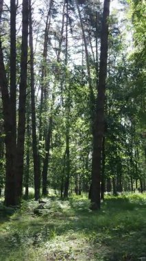 Yazın ağaçlı yeşil bir ormanın içinde dikey video görüntüsü