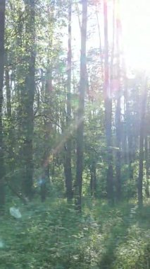 Yazın ağaçlı yeşil bir ormanın içinde dikey video görüntüsü