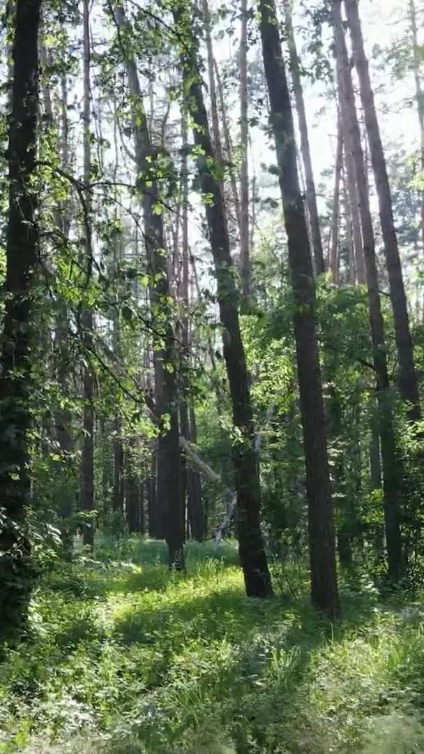 Vertikale Video-Luftaufnahme in einem grünen Wald mit Bäumen im Sommer — Stockvideo