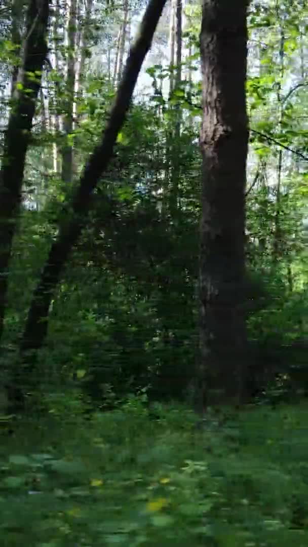 วิดีโอแนวตั้ง มุมมองทางอากาศภายในป่าเขียวที่มีต้นไม้ในฤดูร้อน — วีดีโอสต็อก