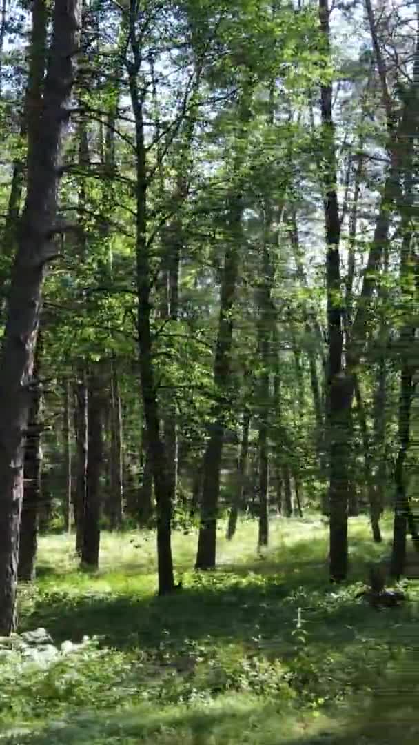 Video verticale vista aerea all'interno di una foresta verde con alberi in estate — Video Stock