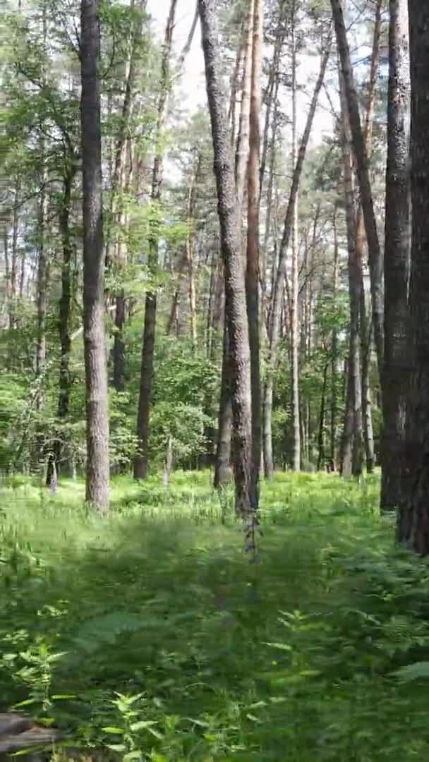 Verticale video luchtfoto zicht in een groen bos met bomen in de zomer — Stockvideo