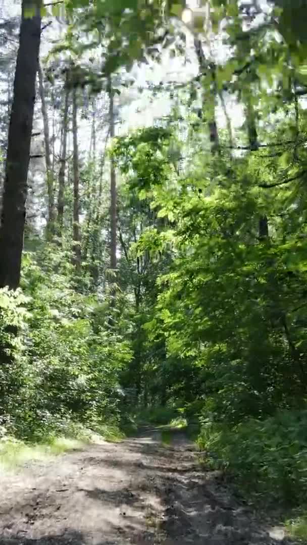 Vertikal video antenn vy inne i en grön skog med träd på sommaren — Stockvideo