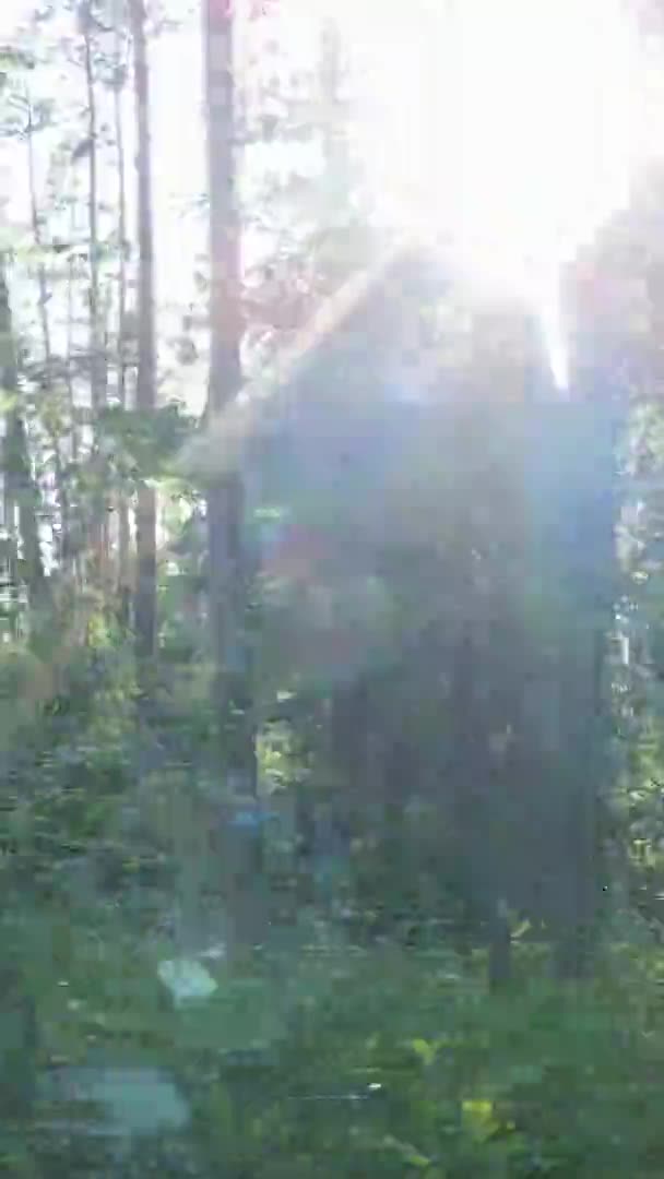 Κάθετη βίντεο εναέρια άποψη μέσα σε ένα καταπράσινο δάσος με δέντρα το καλοκαίρι — Αρχείο Βίντεο