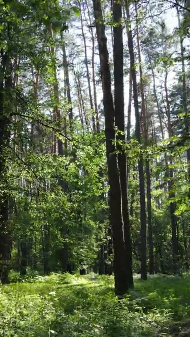 Vertikale Video-Luftaufnahme in einem grünen Wald mit Bäumen im Sommer — Stockvideo