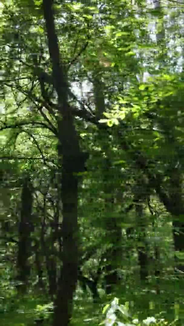 Verticale video luchtfoto zicht in een groen bos met bomen in de zomer — Stockvideo