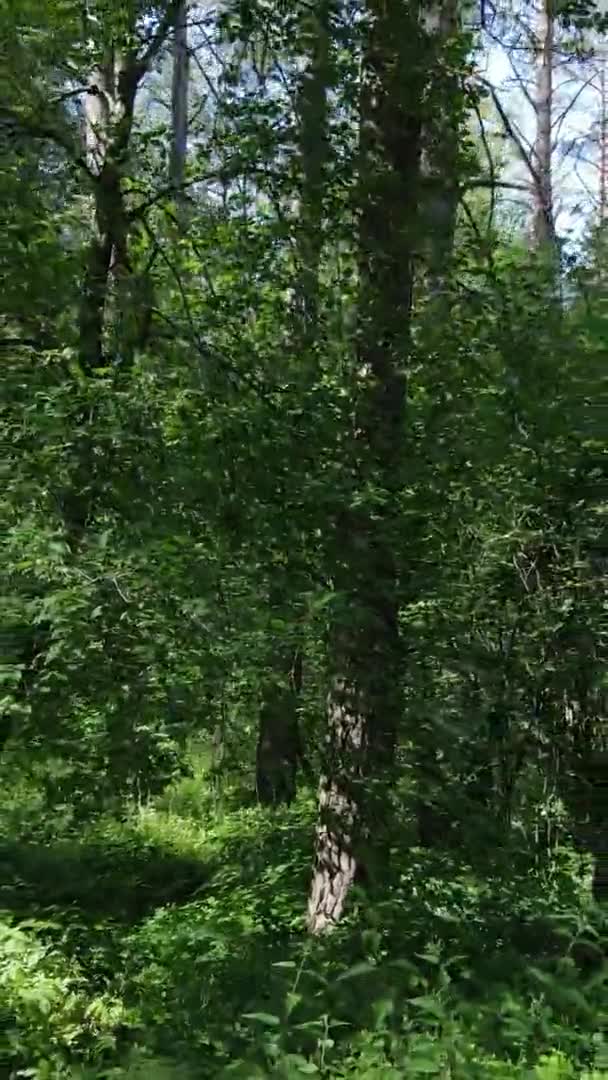 夏に緑の森の中の垂直方向のビデオ空撮 — ストック動画